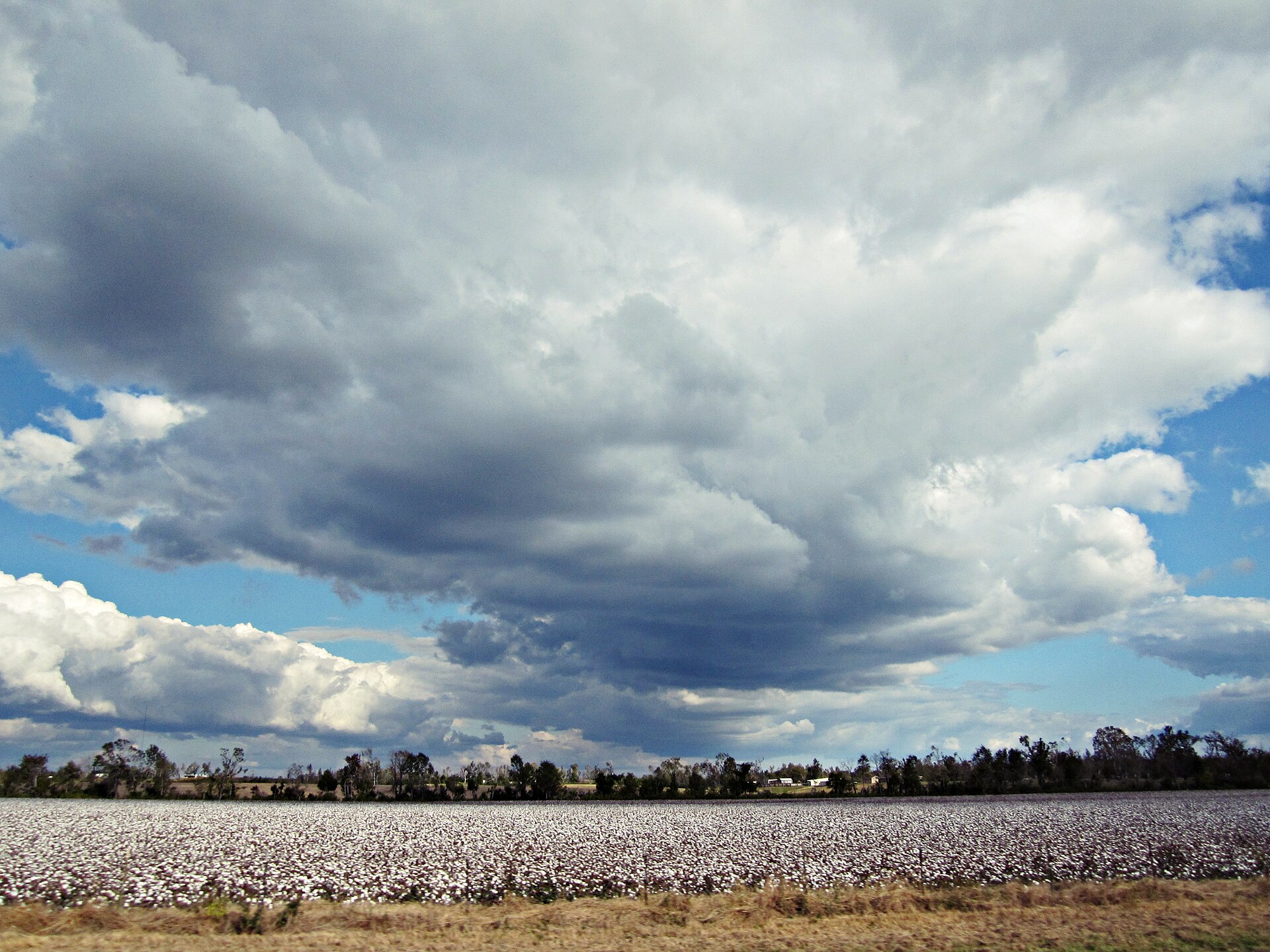 Mississippi Delta cotton field